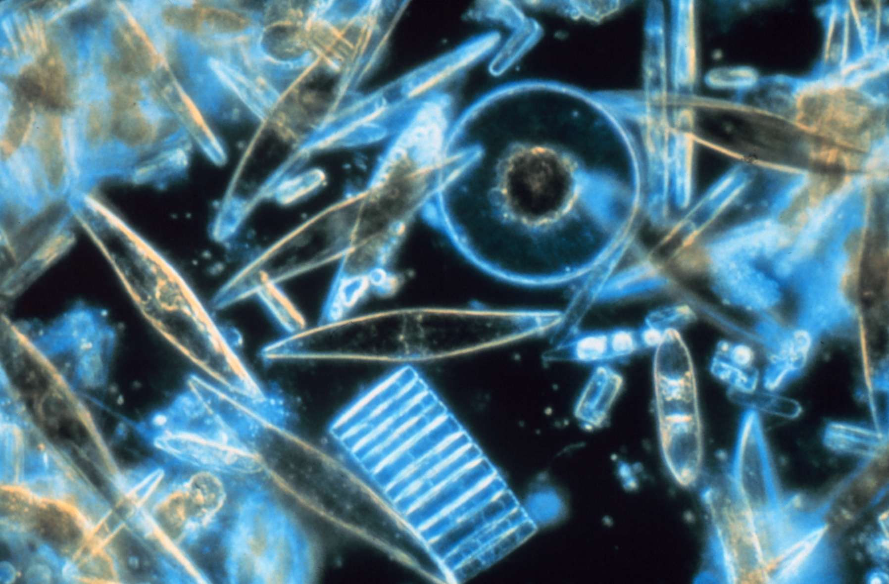 Assorted diatoms as seen through a microscope. These specimens were living between crystals of annual sea ice in McMurdo Sound, Antarctica.