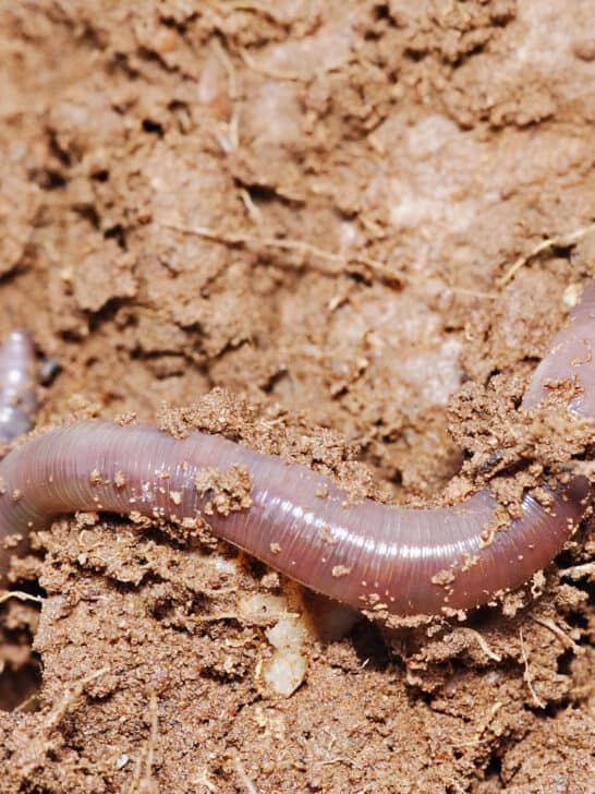 Meet The Largest Earthworm in the World