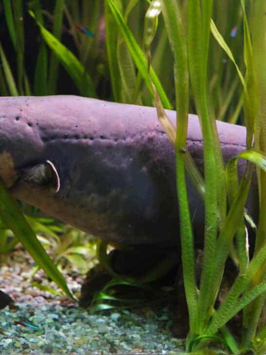This Fish Has the Most Shocking Defense in the Ocean