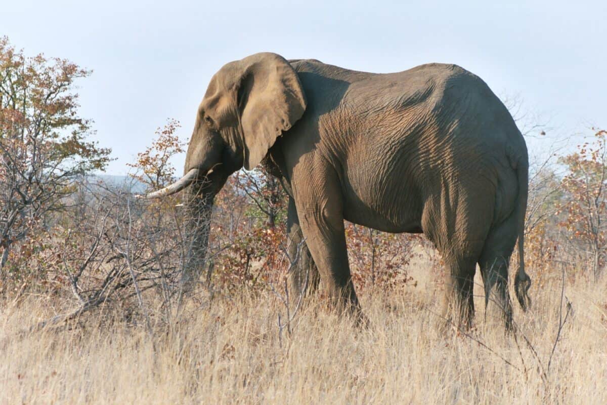 Elephant from Kruger Park, South Africa.