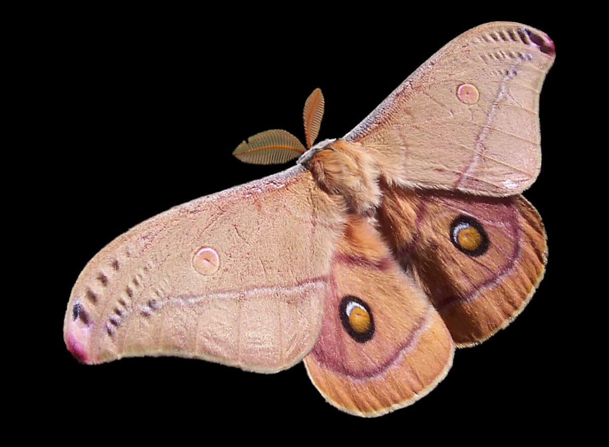 Moth Opodiphthera helena