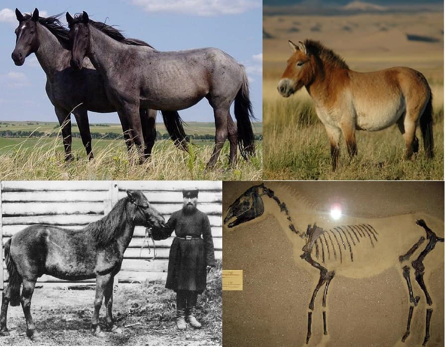 The history of American horses