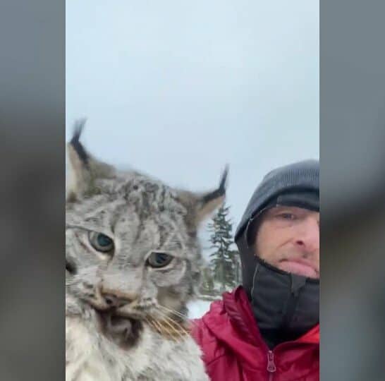 Watch: Canadian Farmer has a Serious Conversation with a LYNX