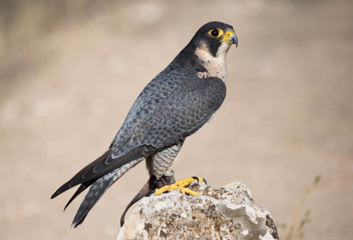 Peregrine falcon.