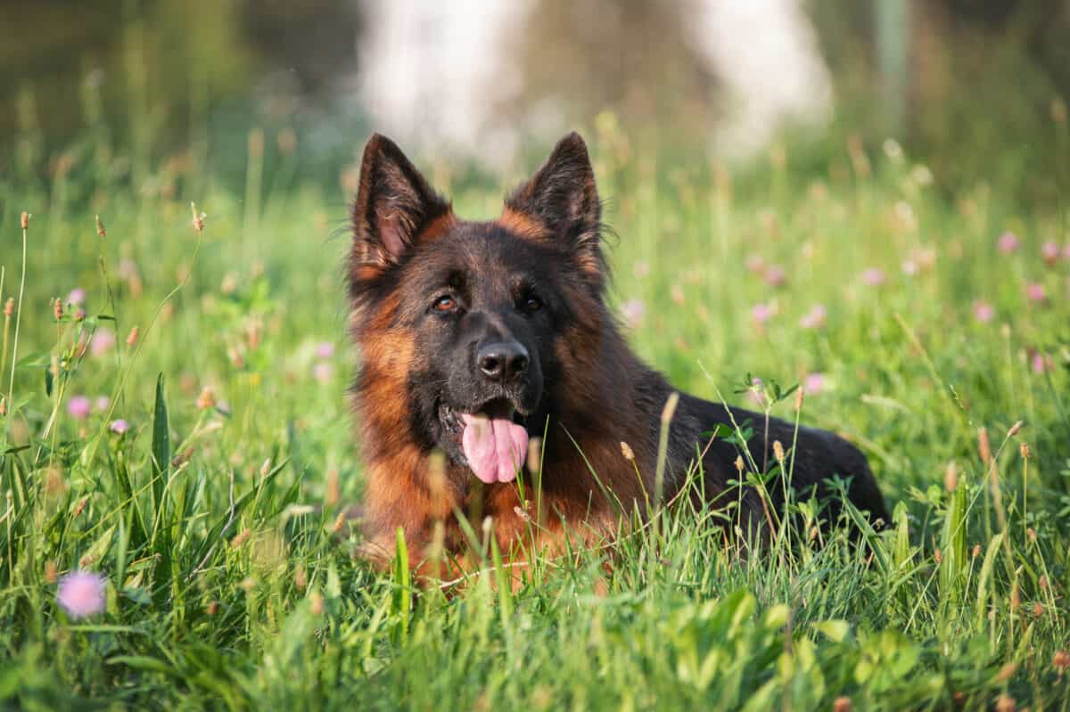 German Shepard