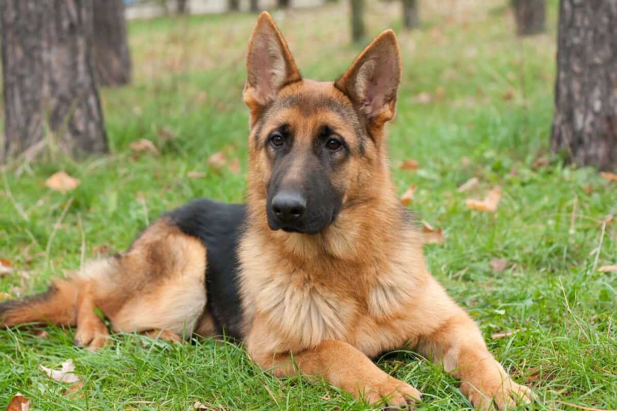 German Shepard