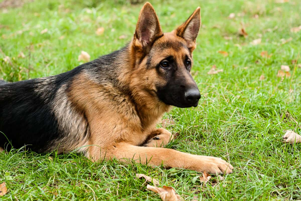 German Shepard laying on grass