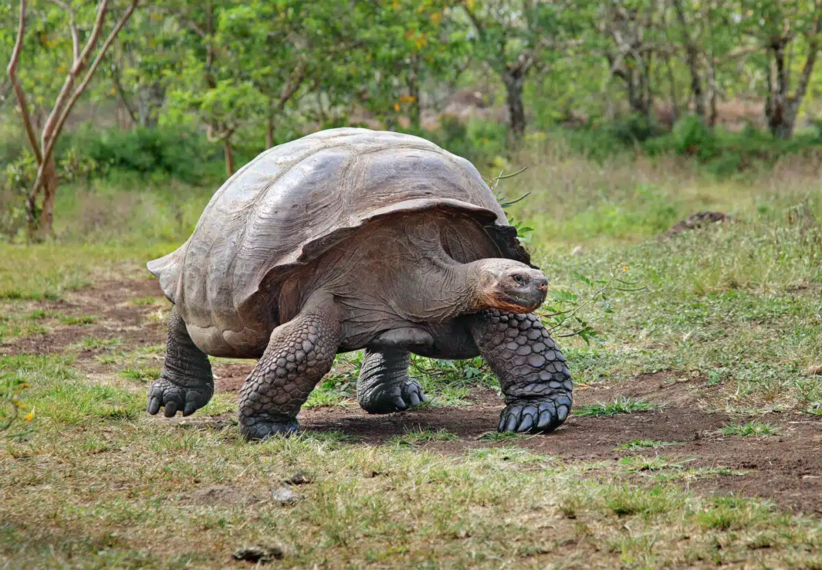 Galapagos Island Giant Tortoises, on Santa Cruz Island.