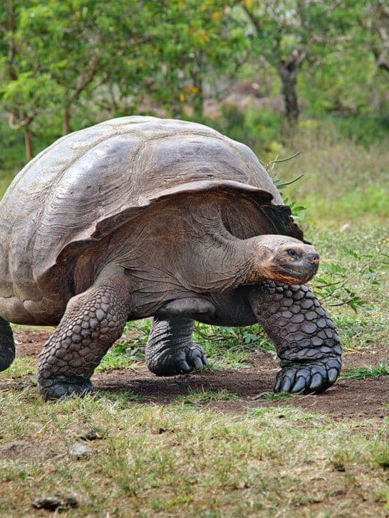 The Return of Giants: Madagascar Welcomes Back Giant Tortoises After 600 Years