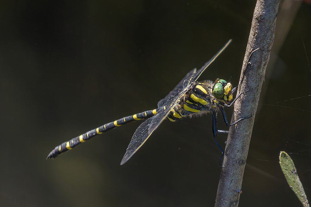 Golden-ringed dragonfly. Charles J. Sharp, CC BY-SA 4.0 https://creativecommons.org/licenses/by-sa/4.0, via Wikimedia Commons