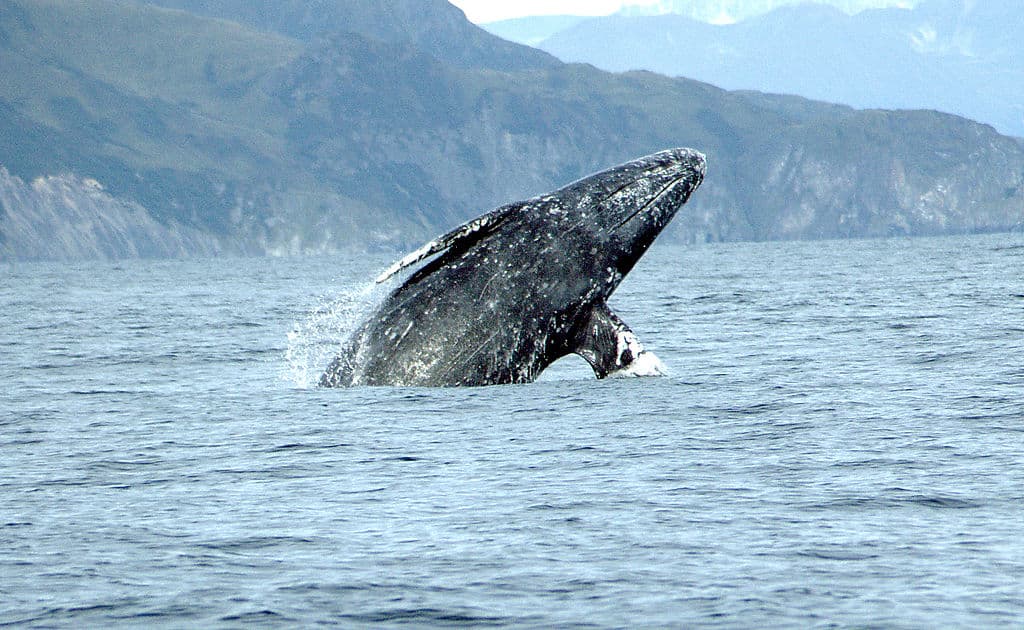 Breaching gray whale. Merrill Gosho, NOAA, Public domain, via Wikimedia Commons