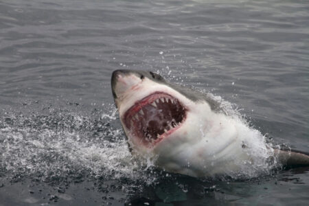 Top 6 Most Shark-Infested Beaches in the United States