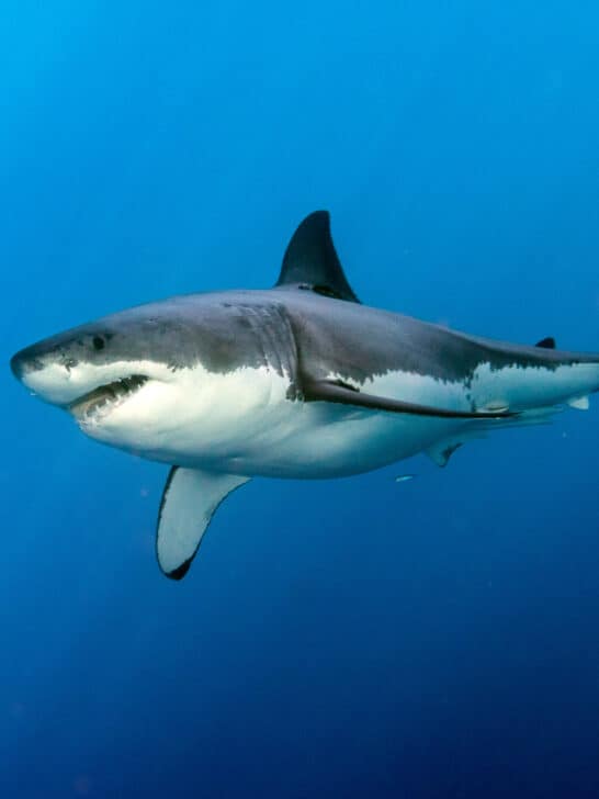 Top 4 Most Mind-Blowing Facts About Sharks