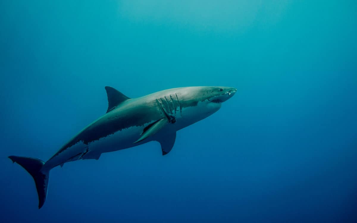 Tagged great white shark in the blue ocean