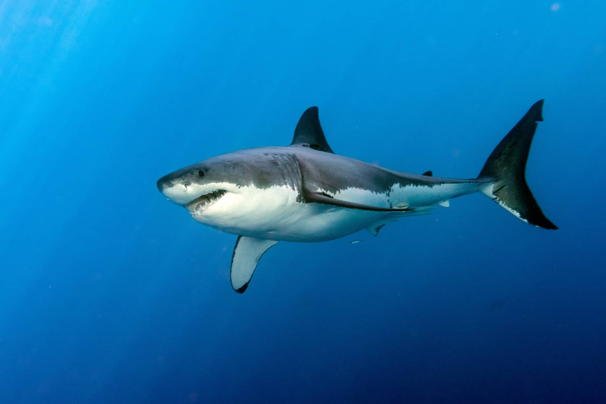 Great White shark ready to attack