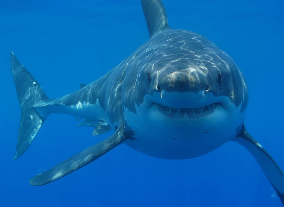 Great white shark smiling