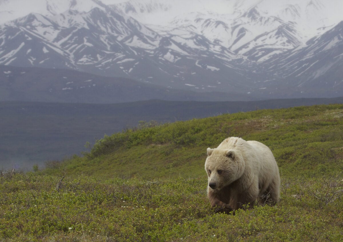 Grizzly bear in Alaska.