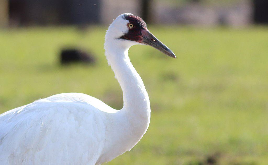 Whooping Crane. Gary_leavens, CC BY-SA 2.0 https://creativecommons.org/licenses/by-sa/2.0, via Wikimedia Commons