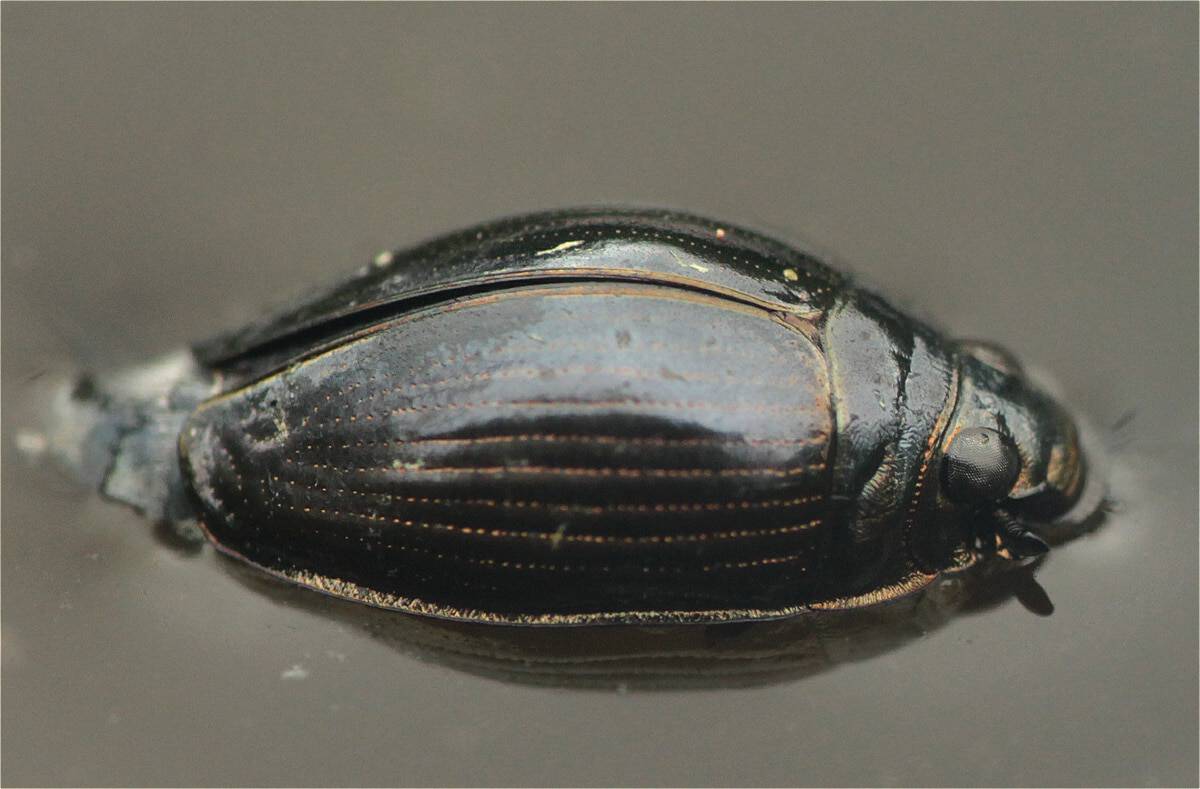 Whirligig beetle