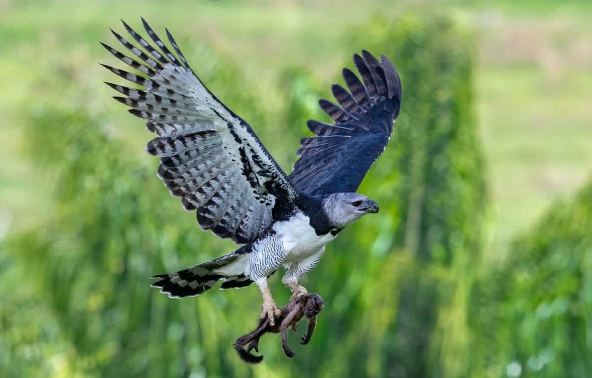 Harpy eagle (Harpia harpyja) arriving at a nest with a brown capuchin monkey.