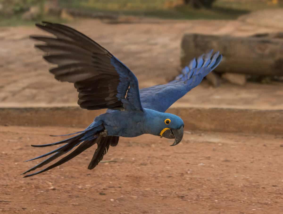 Hyacinth macaw (Anodorhynchus hyacinthinus) in flight, the Pantanal, Brazil.