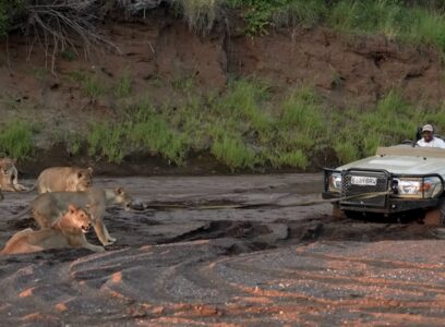 A Pride Of Lions Helps Stuck Safari Truck In Africa