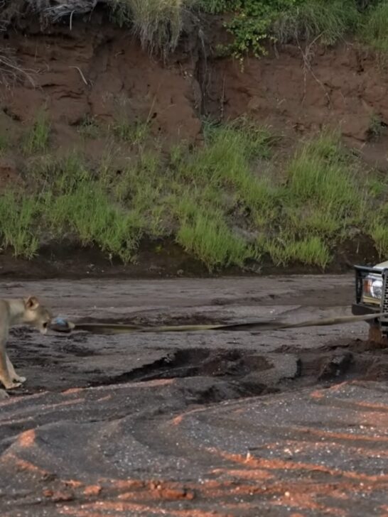 Watch: Lions Helps Stuck Safari Truck