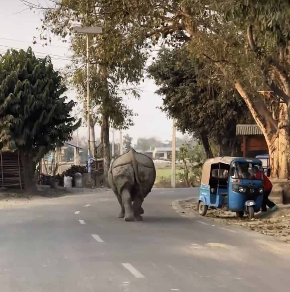 Rhino Takes A Jog Through Nepal