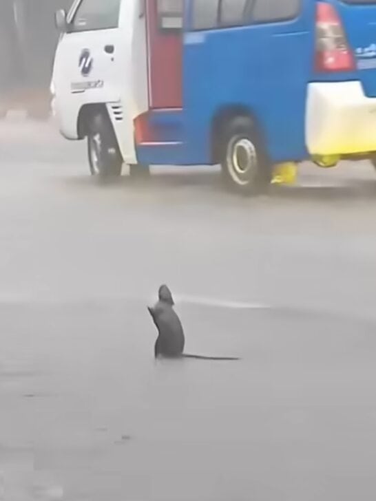 Witness A Rat Living Out A Movie Scene
