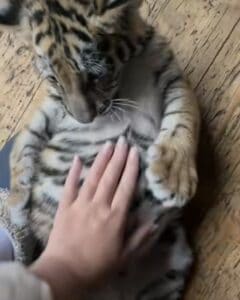 Tiger Cub Belly Rub