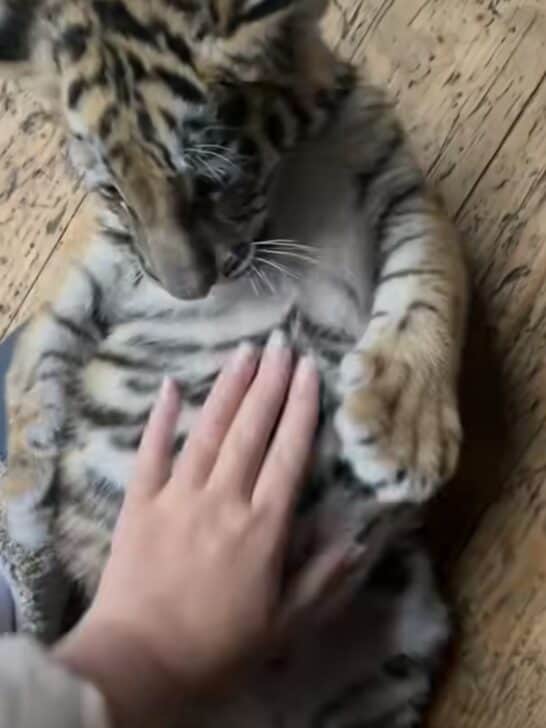 Tiger Cub Belly Rub