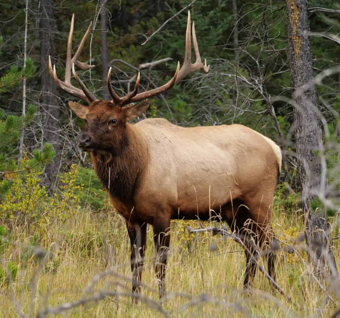 Elk deer in Jasper National Park near Maligne Canyon.