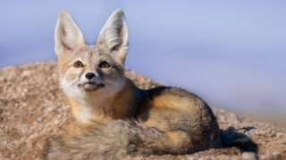 kit Fox