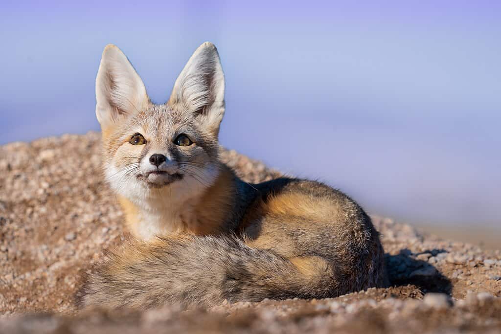 kit Fox