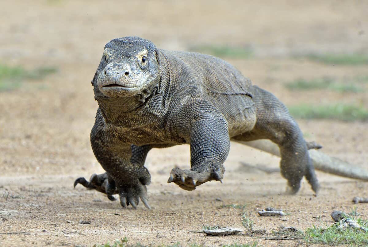 Komodo Dragon