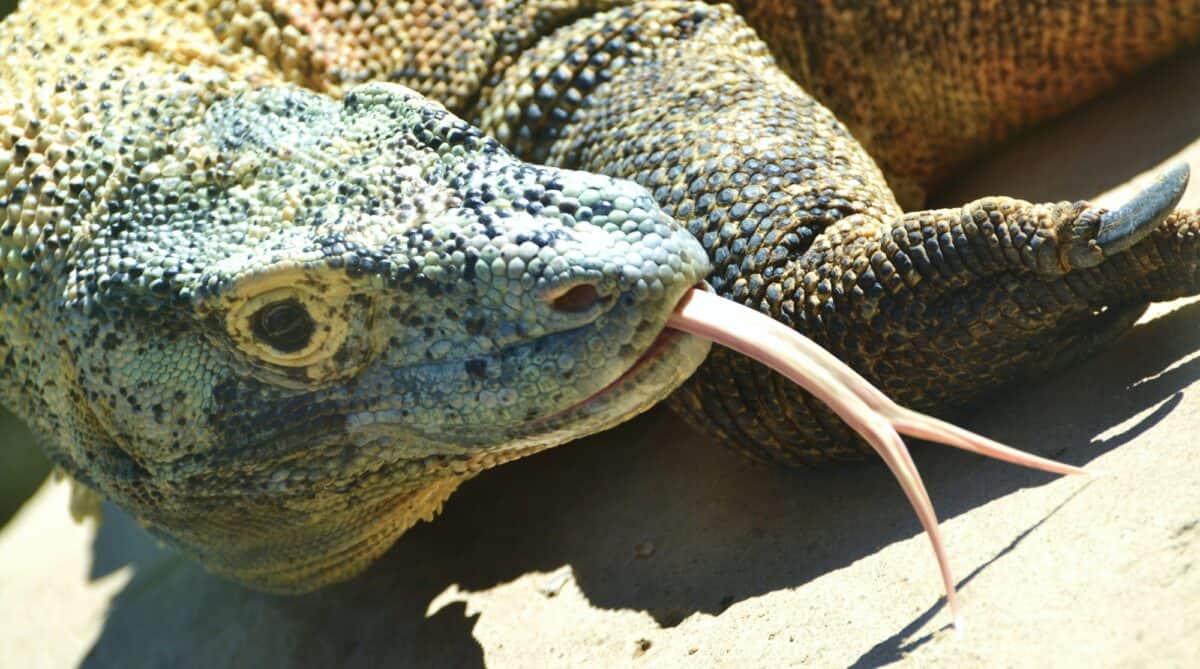 Komodo Dragon