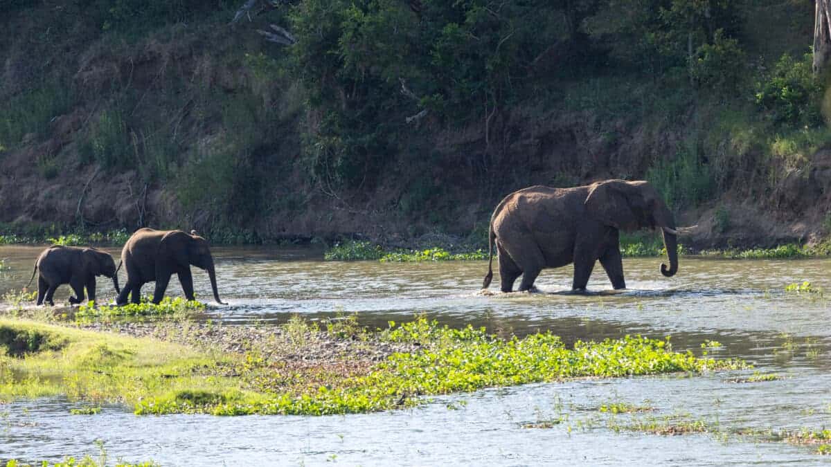 Elephant Family Kruger National Park. Tara Panton