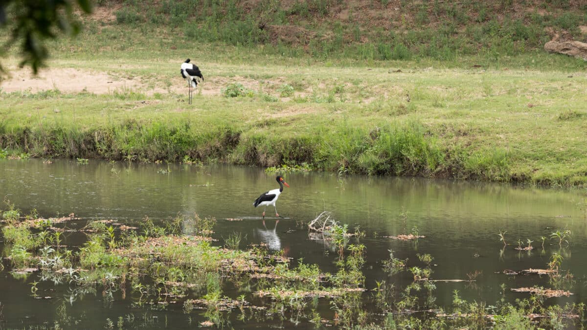 Saddle-billed stork bird. Kruger National Park. Tara Panton