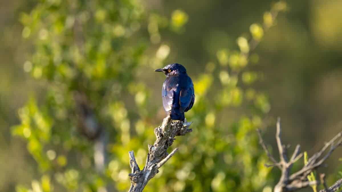 Glossy Starling Kruger National Park. Tara Panton