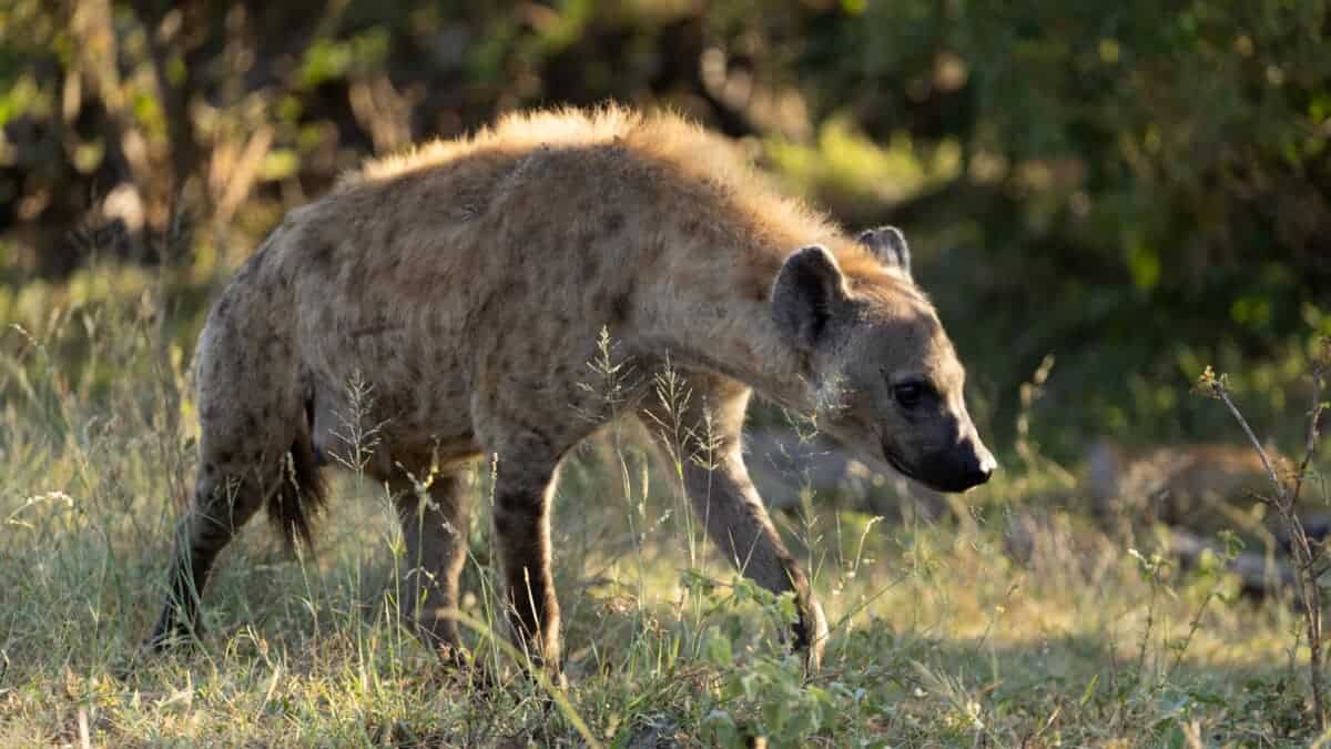 Hyena Kruger National Park. Tara Panton
