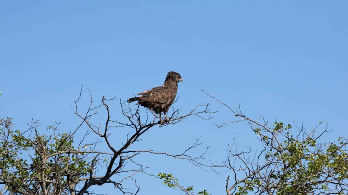 Brown Snake Eater Bird Kruger National Park. Tara Panton