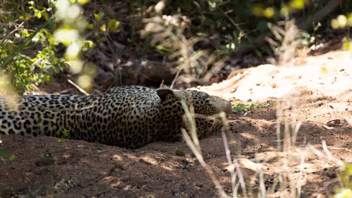 Sleeping Leopard Kruger National Park. Tara Panton
