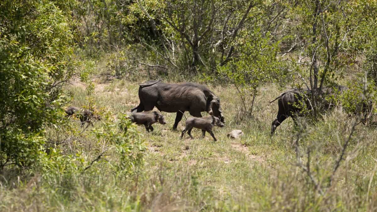 Warthog Family Kruger National Park. Tara Panton