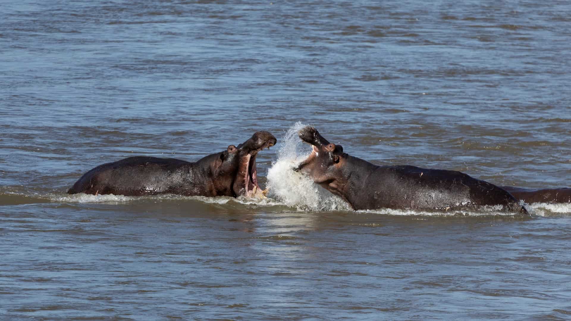 Hippos Fighting Kruger National Park. Tara Panton