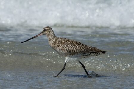 The Tiny Bird That Migrates 9,000 Miles Without Stopping