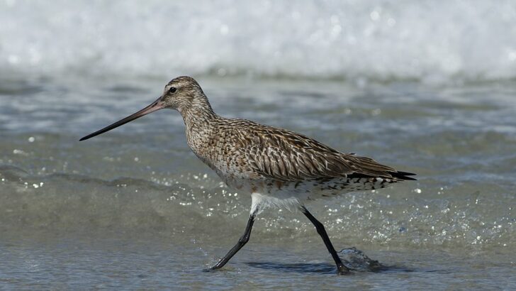 The Tiny Bird That Migrates 9,000 Miles Without Stopping