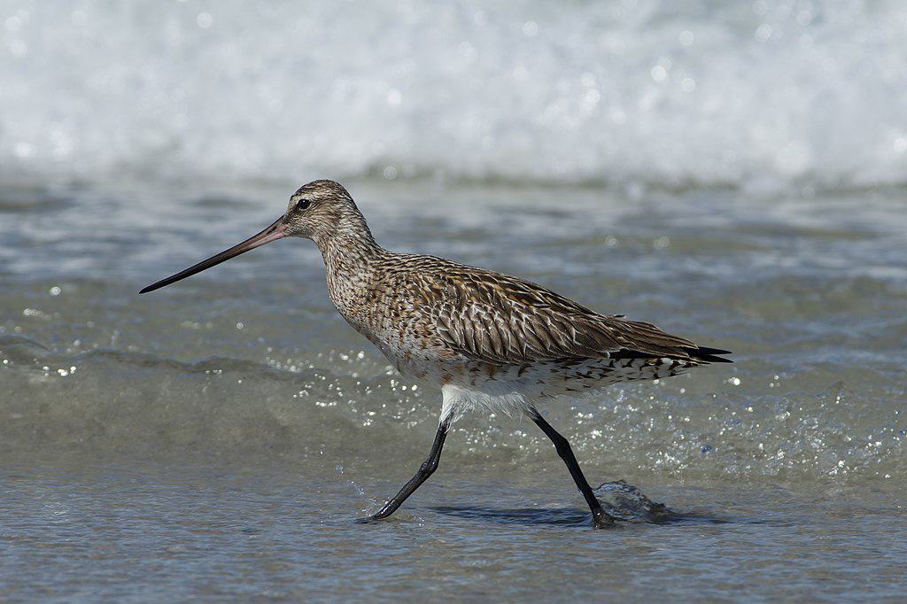 Bar-tailed godwit. Hobbyfotowiki, CC0, via Wikimedia Commons