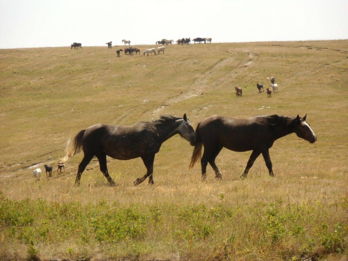 Feral horses in a field