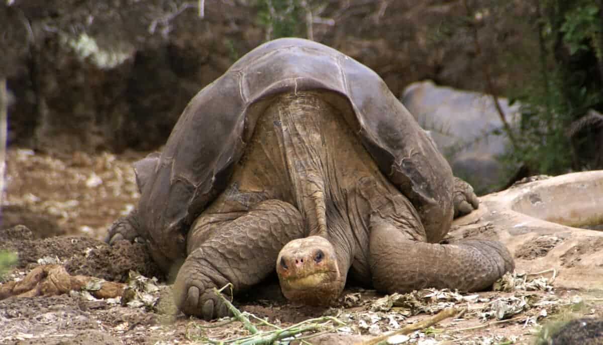 Lonesome George, the last surviving Pinta giant tortoise, (Geochelone nigra abingdoni) on Santa Cruz. He died on June 24, 2012.