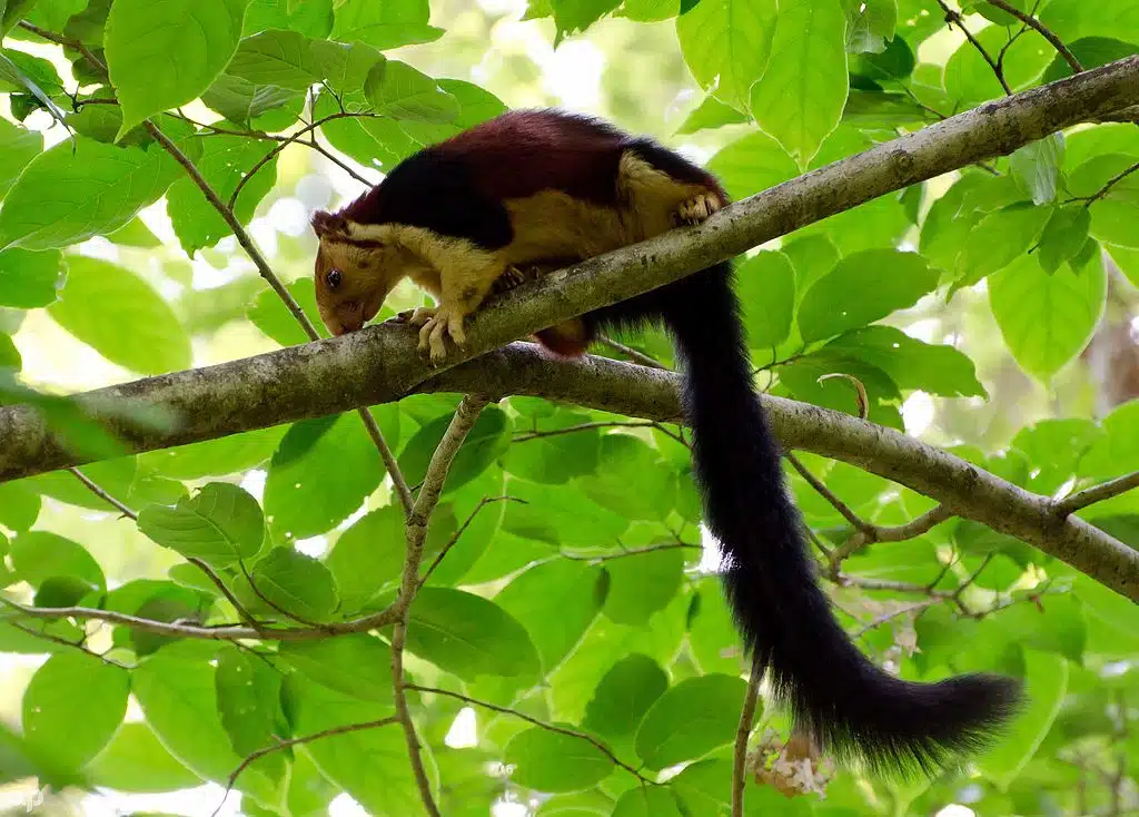 Indian Giant Squirrel